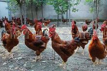 散養紅玉雞