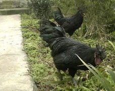 雞苗到場(chǎng)后入舍注意事項(xiàng)